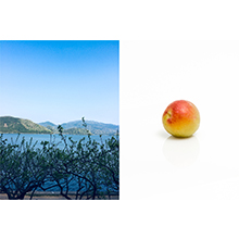 梅体験専門店 蝶矢 紅映 福井 梅 限定