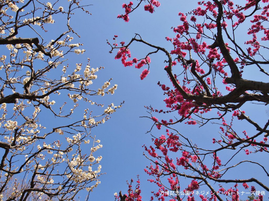 万博公園 梅の花