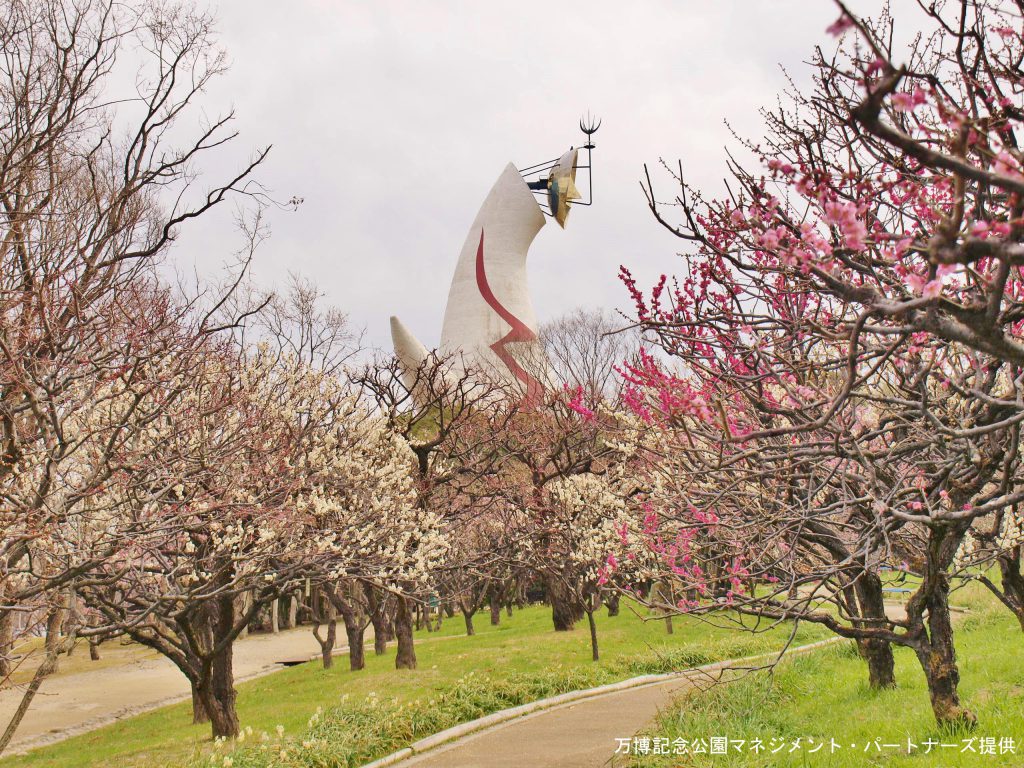 万博公園 梅の花 太陽の塔